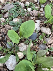 Mertensia virginica