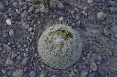 Coryphantha werdermannii