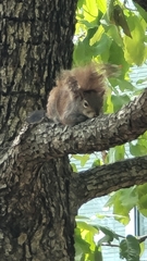 Sciurus carolinensis