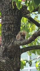 Sciurus carolinensis