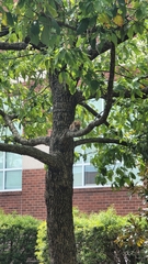 Sciurus carolinensis