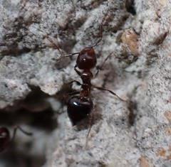 Crematogaster parapilosa