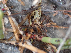 Crematogaster parapilosa
