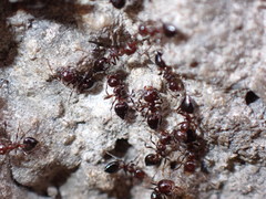 Crematogaster parapilosa