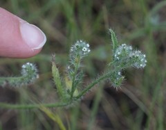 Cryptantha microstachys