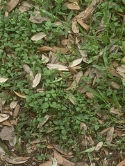 Mecardonia procumbens