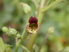 Scrophularia sublyrata