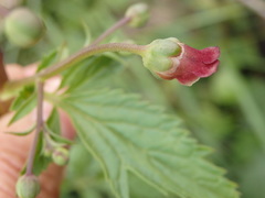 Scrophularia sublyrata