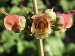 Scrophularia sambucifolia