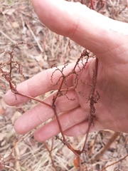 Reynoutria × bohemica