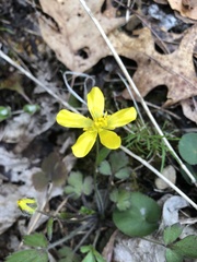 Ranunculus hispidus hispidus