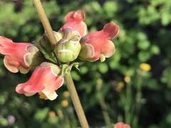 Scrophularia sambucifolia