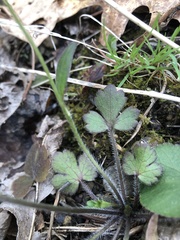 Ranunculus hispidus hispidus