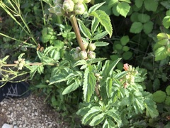 Scrophularia sambucifolia