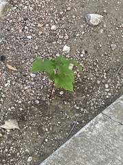 Chenopodiastrum hybridum