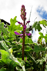 Orchis mascula laxifloriformis