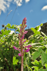 Orchis mascula laxifloriformis