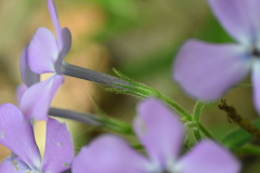 Phlox pilosa pilosa