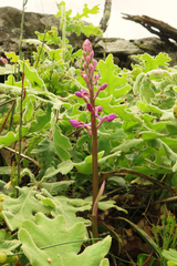 Orchis mascula laxifloriformis