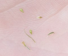 Cryptantha microstachys