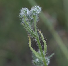 Cryptantha microstachys
