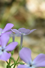 Phlox pilosa pilosa