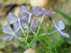 Phlox pilosa pilosa