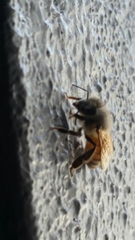 Apis mellifera