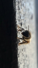Apis mellifera