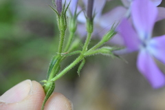 Phlox pilosa pilosa