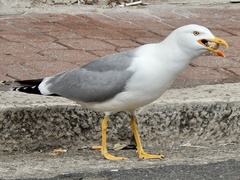 Larus michahellis