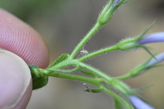 Phlox pilosa pilosa