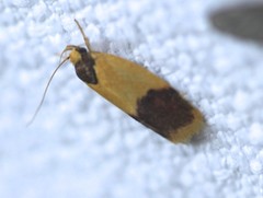 Heteroteucha dichroella