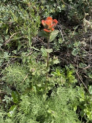 Castilleja latifolia