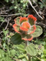 Castilleja latifolia
