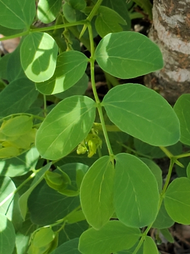 littleleaf leadtree (Leucaena retusa)