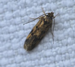 Sphyrelata nefanda
