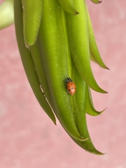 Hippodamia convergens