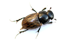 Acrossus luridus