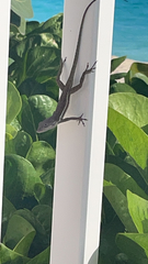 Anolis gingivinus