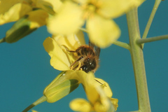 Osmia bicornis