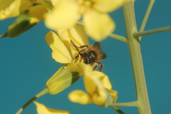 Osmia bicornis