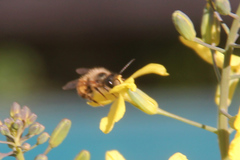 Osmia bicornis