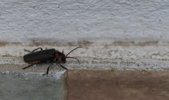 Cantharis reichei