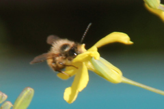 Osmia bicornis