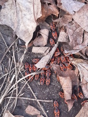 Pyrrhocoris apterus
