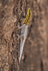 Lygodactylus picturatus