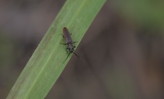 Campylomorphus homalisinus