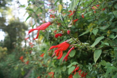 Salvia gesneriiflora