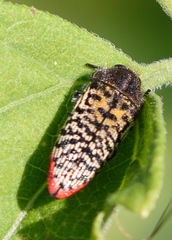 Acmaeodera haemorrhoa